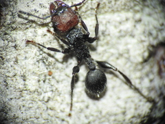 Podomyrma odae