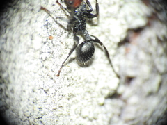 Podomyrma odae