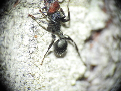 Podomyrma odae