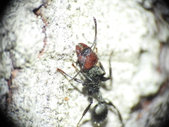 Podomyrma odae