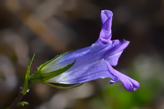 Campanula ciliata