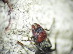 Podomyrma odae