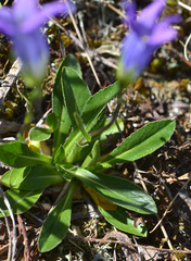 Campanula ciliata