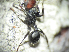 Podomyrma odae