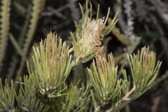 Adenanthos cygnorum