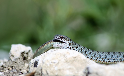 Caspian Whipsnake, 35Н-325, Крым, RU, photo 8 of 10