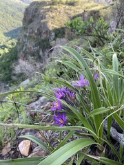 Xerophyta purpurascens