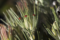 Adenanthos cygnorum