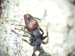 Podomyrma odae