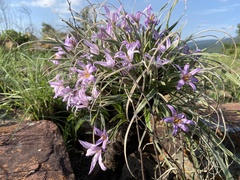 Xerophyta purpurascens