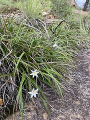 Xerophyta schlechteri