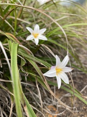 Xerophyta schlechteri