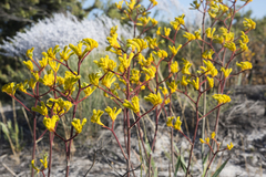 Anigozanthos pulcherrimus
