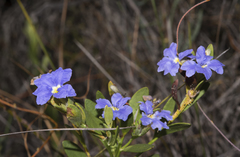 Dampiera linearis