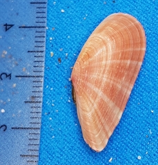 Moerella pulchella