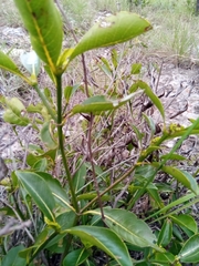 Psychotria isalensis image