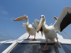 Pelecanus onocrotalus