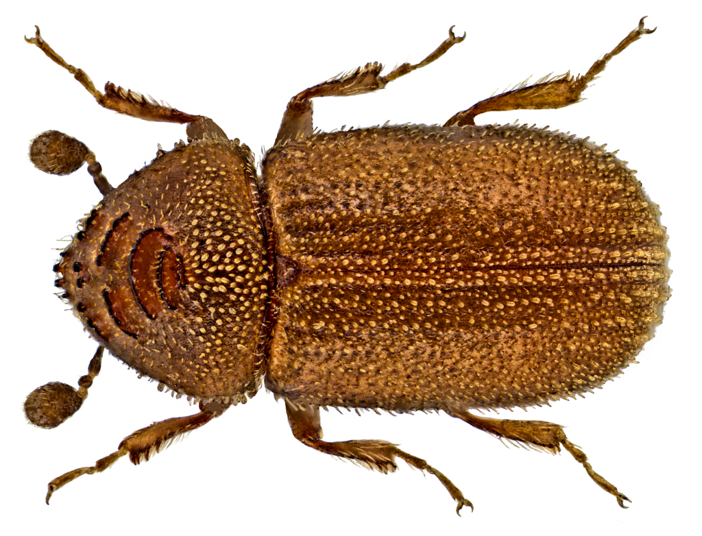 Bast Bark Beetle