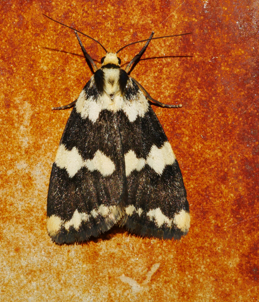Termessa shepherdi