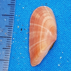 Moerella pulchella