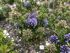 Psoralea bracteolata