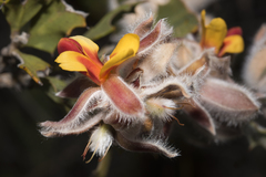 Jacksonia floribunda
