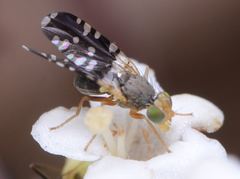 Spathulina acroleuca