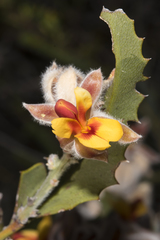 Jacksonia floribunda