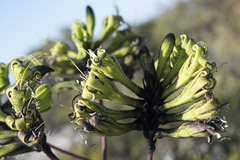 Macropidia fuliginosa