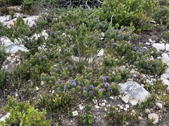 Psoralea bracteolata