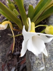 Angraecum magdalenae