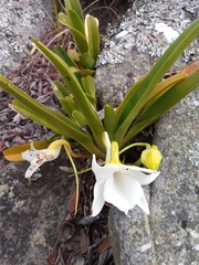 Angraecum magdalenae