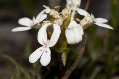 Stylidium crossocephalum