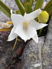 Angraecum magdalenae