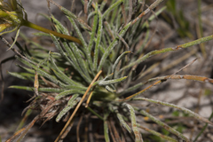 Stylidium crossocephalum