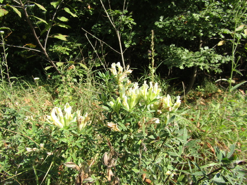 Chamaecytisus albus, photograph 5