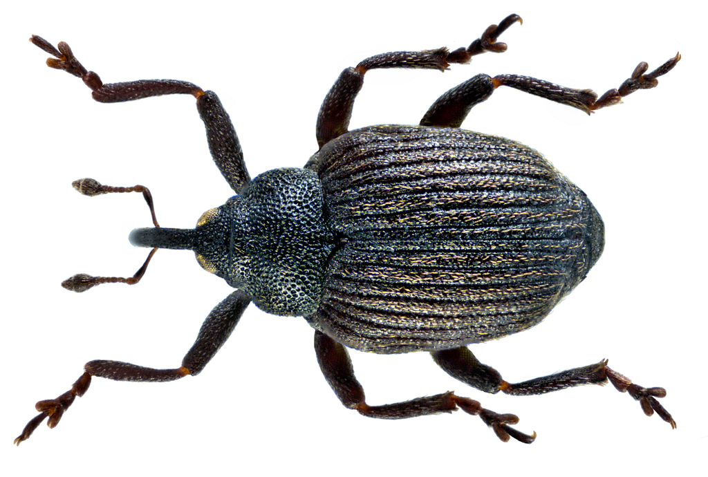 Weevil