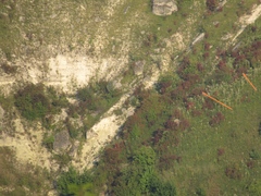 Cornus sanguinea australis