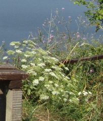 Falcaria vulgaris