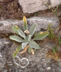 Schivereckia podolica