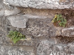 Asplenium ruta-muraria