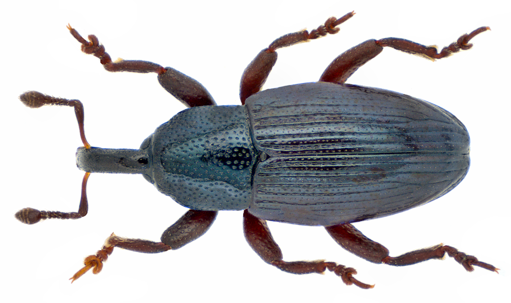 Imported Crucifer Weevil