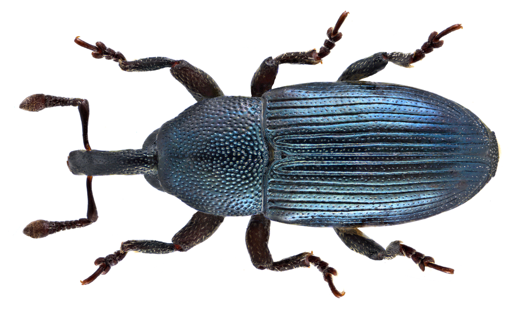 Aulacobaris picicornis