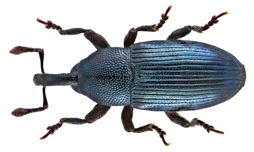 Aulacobaris picicornis
