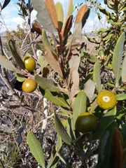 Beilschmiedia microphylla