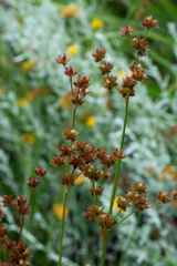 Juncus oxycarpus