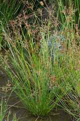 Juncus oxycarpus