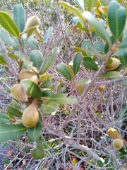 Beilschmiedia microphylla