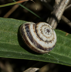 Xeropicta
