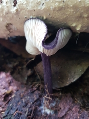 Entoloma panniculus